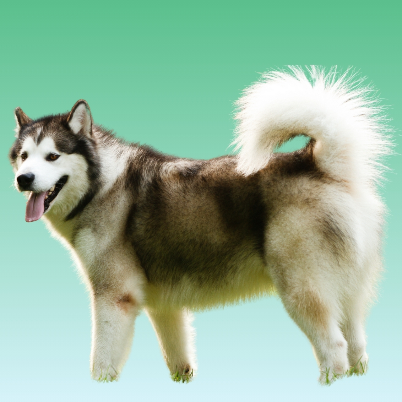 Alaskan Malamute