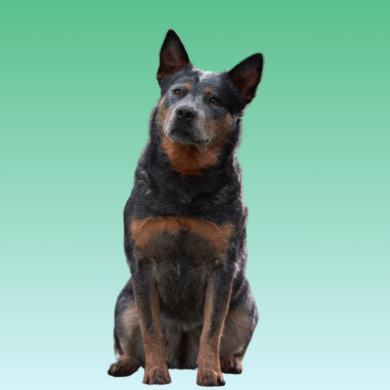 Australian Cattle Dog