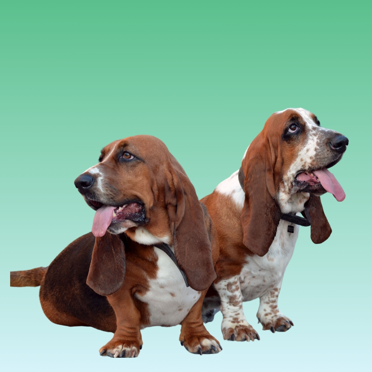 Basset Hound