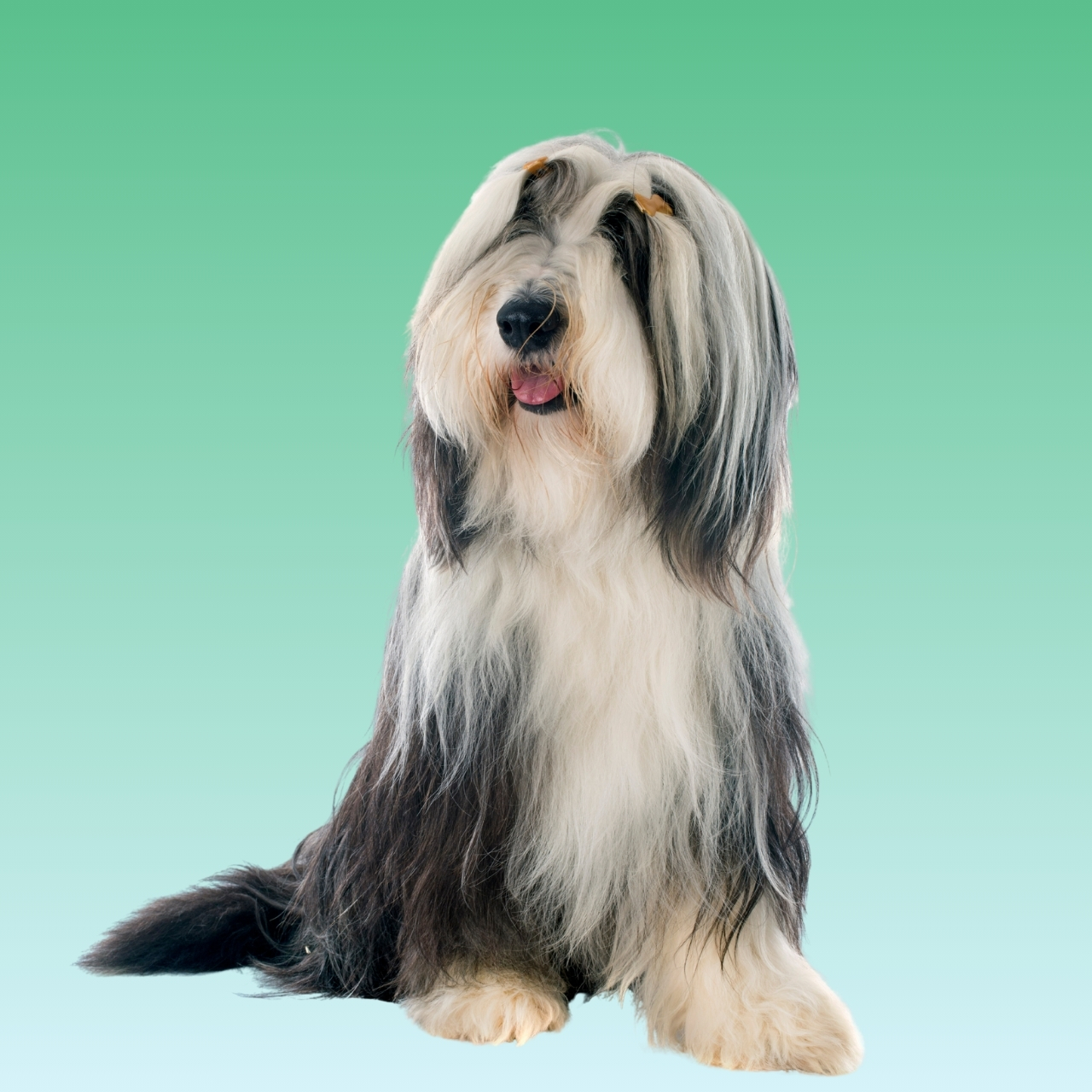 Bearded Collie