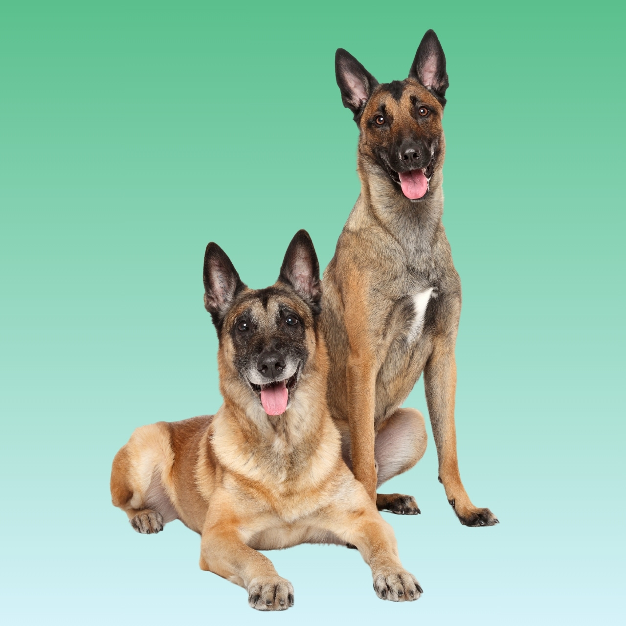 Belgian Malinois