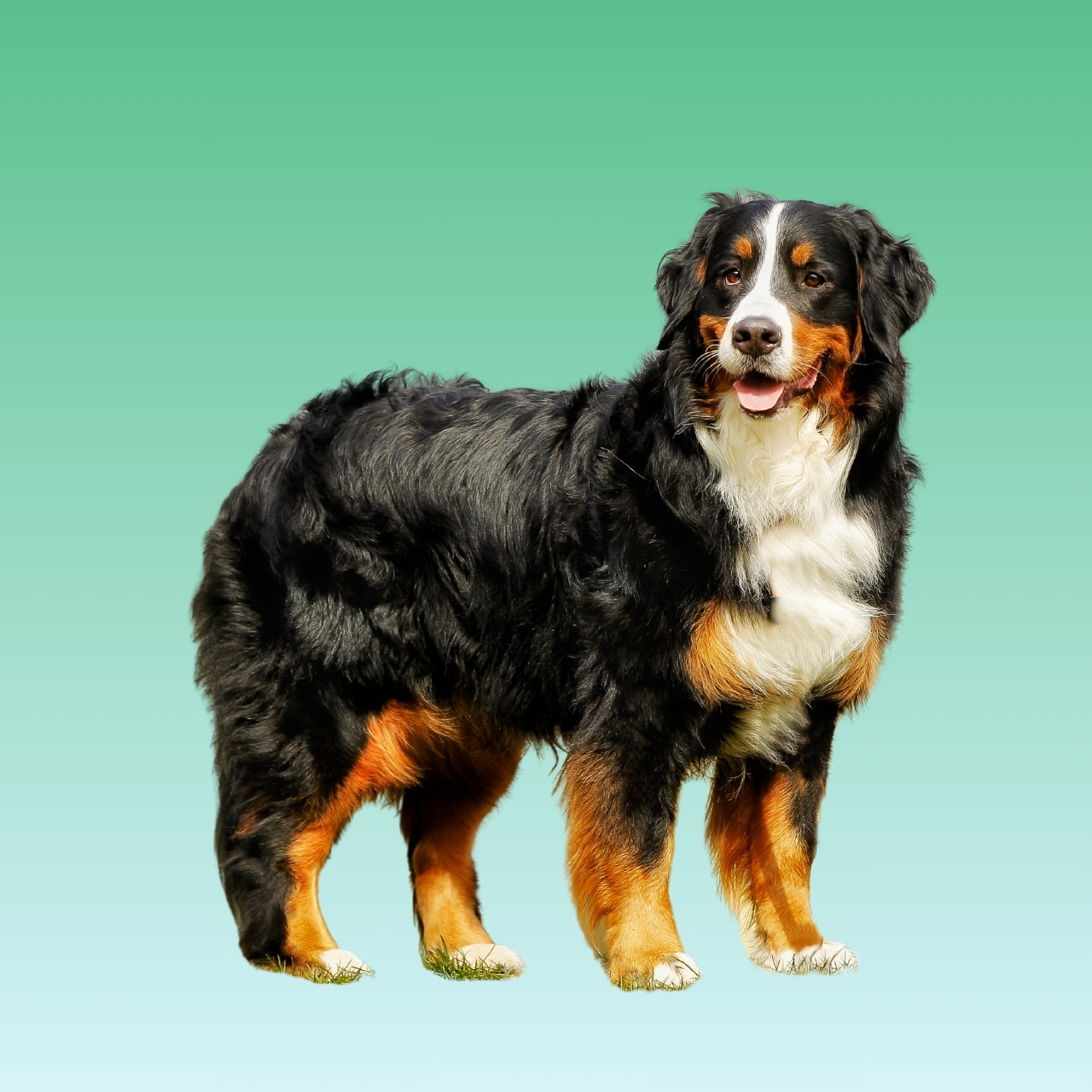 Bernese Mountain Dog