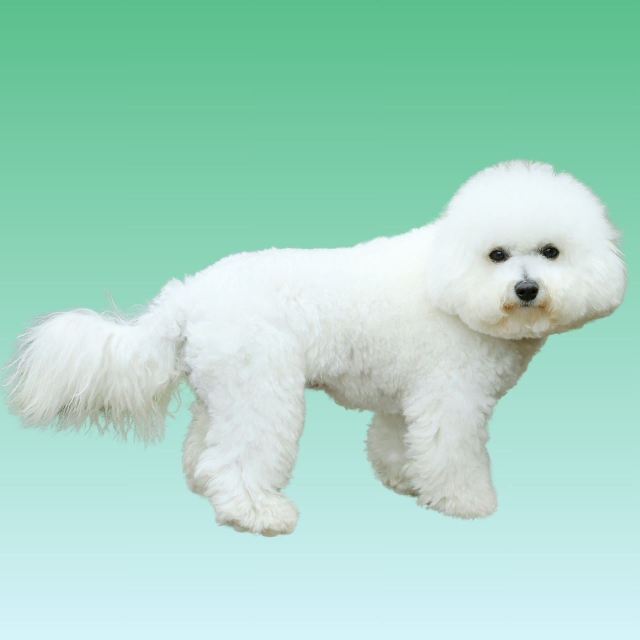 Bichon Frise