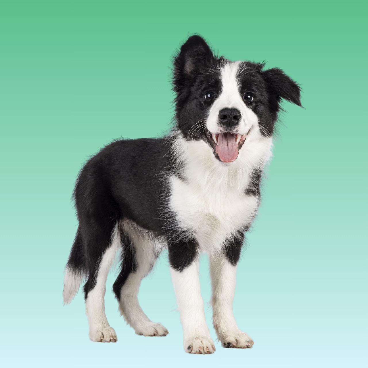 Border Collie