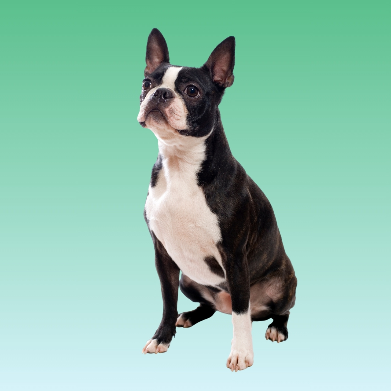 Boston Terrier