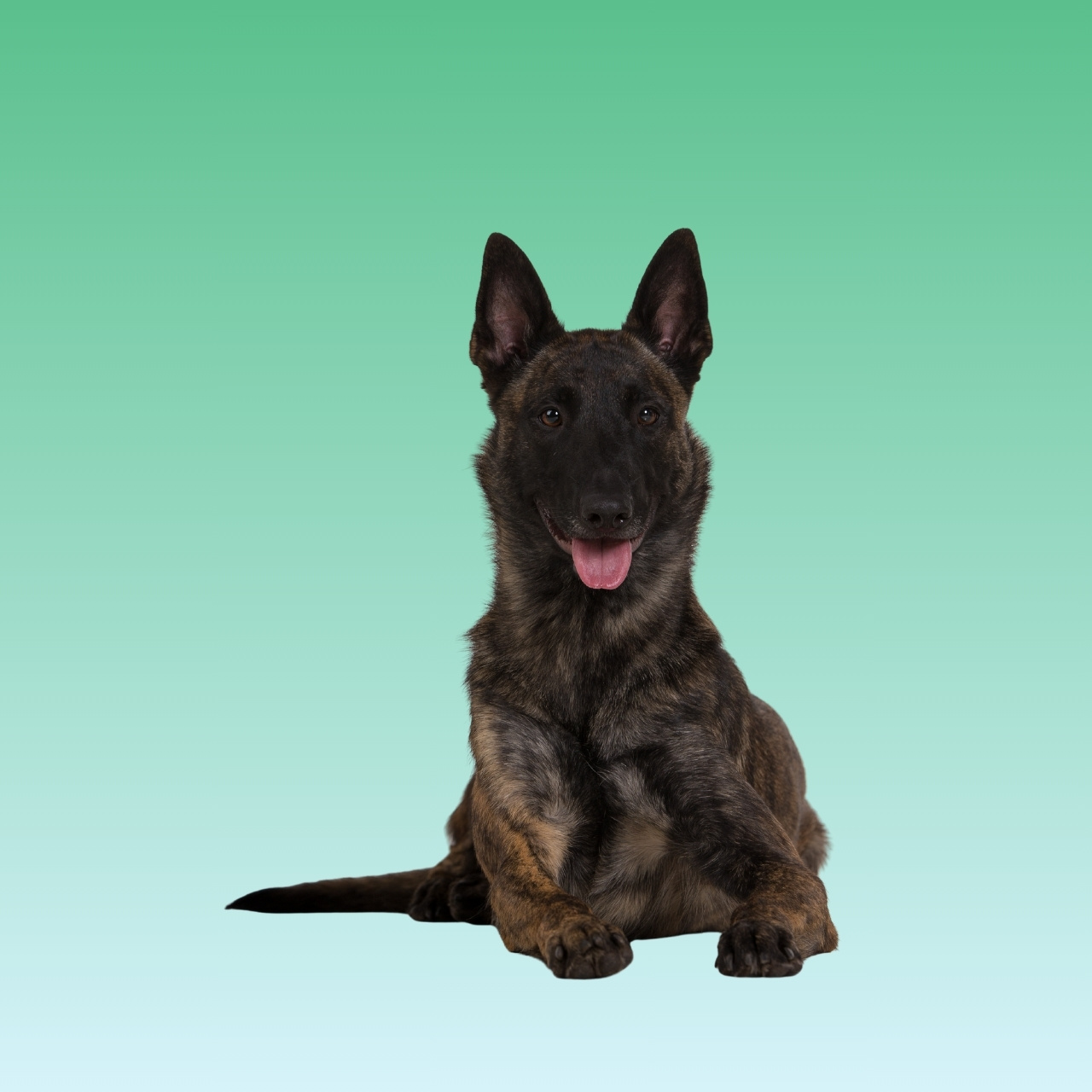 Dutch Shepherd