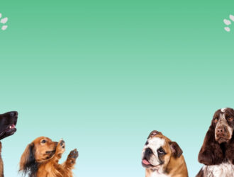 Mengenal berbagai ras anjing