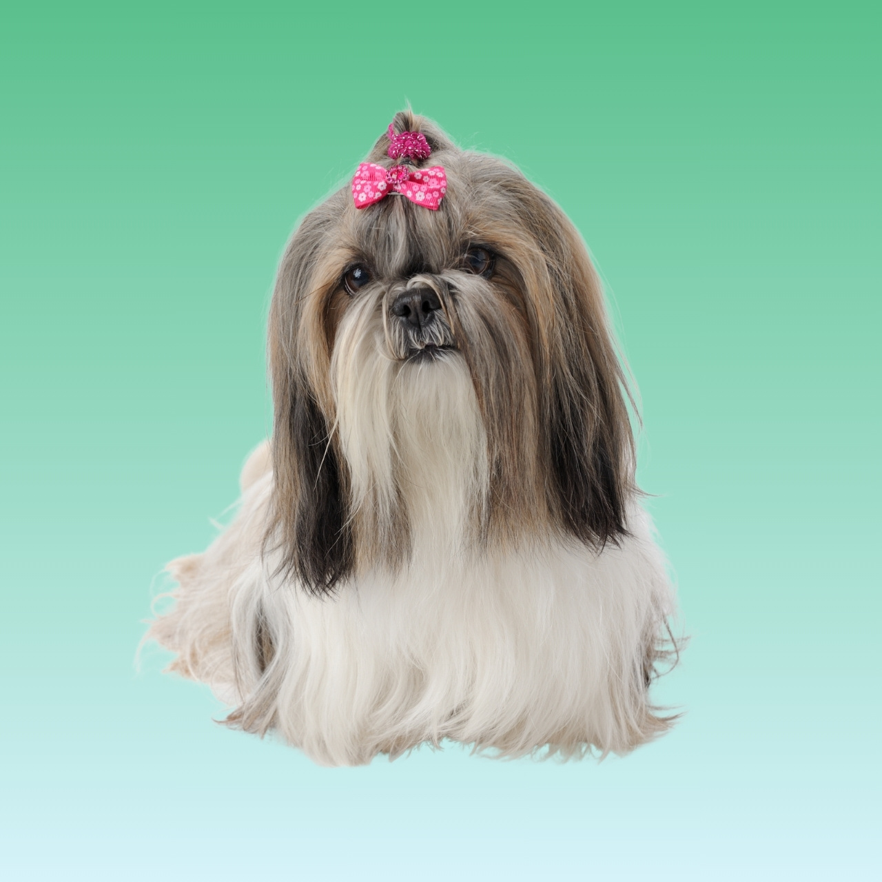 Shih Tzu