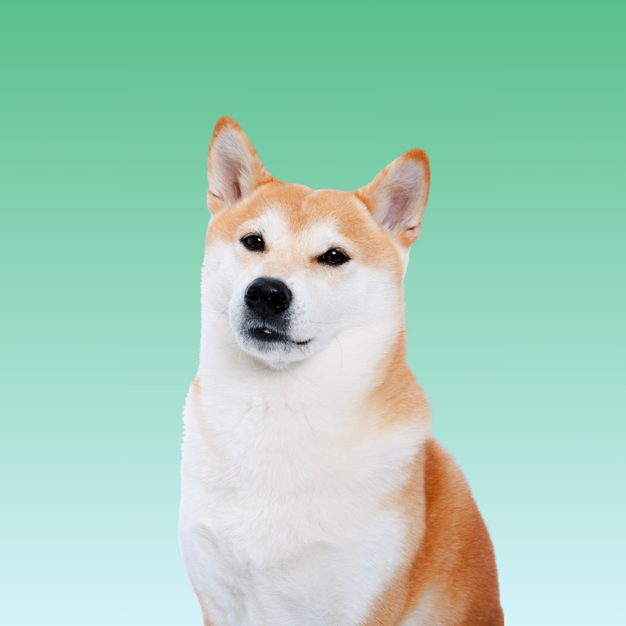 shiba inu