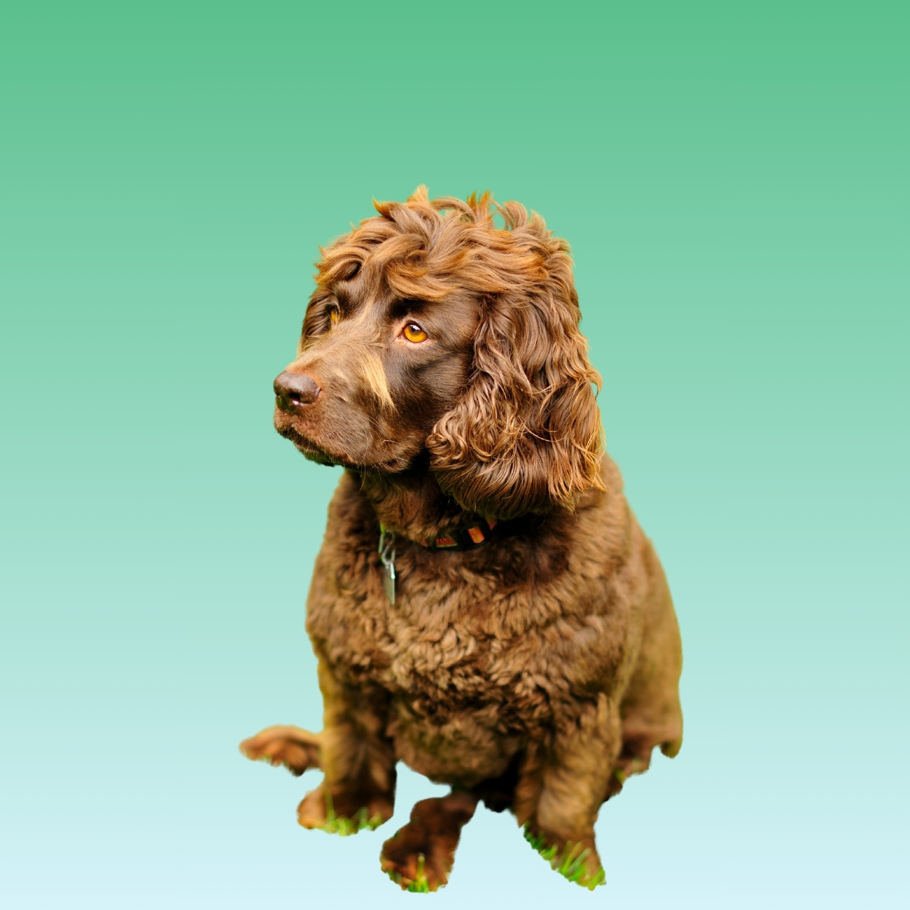 Boykin Spaniel