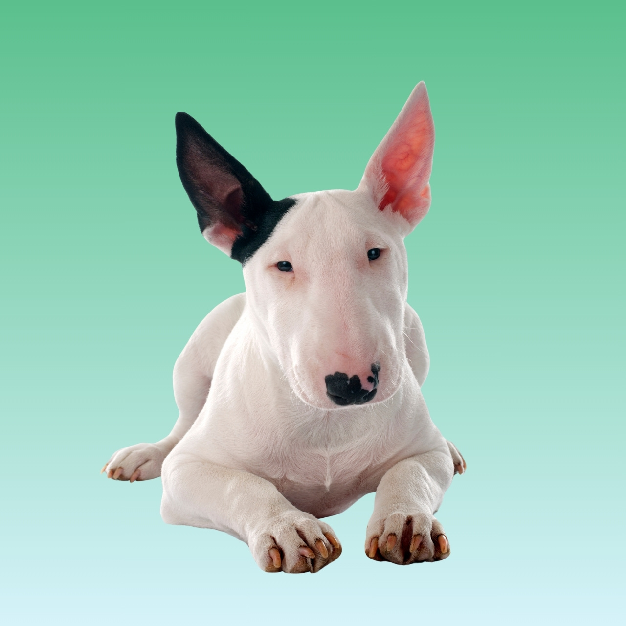 Bull Terrier