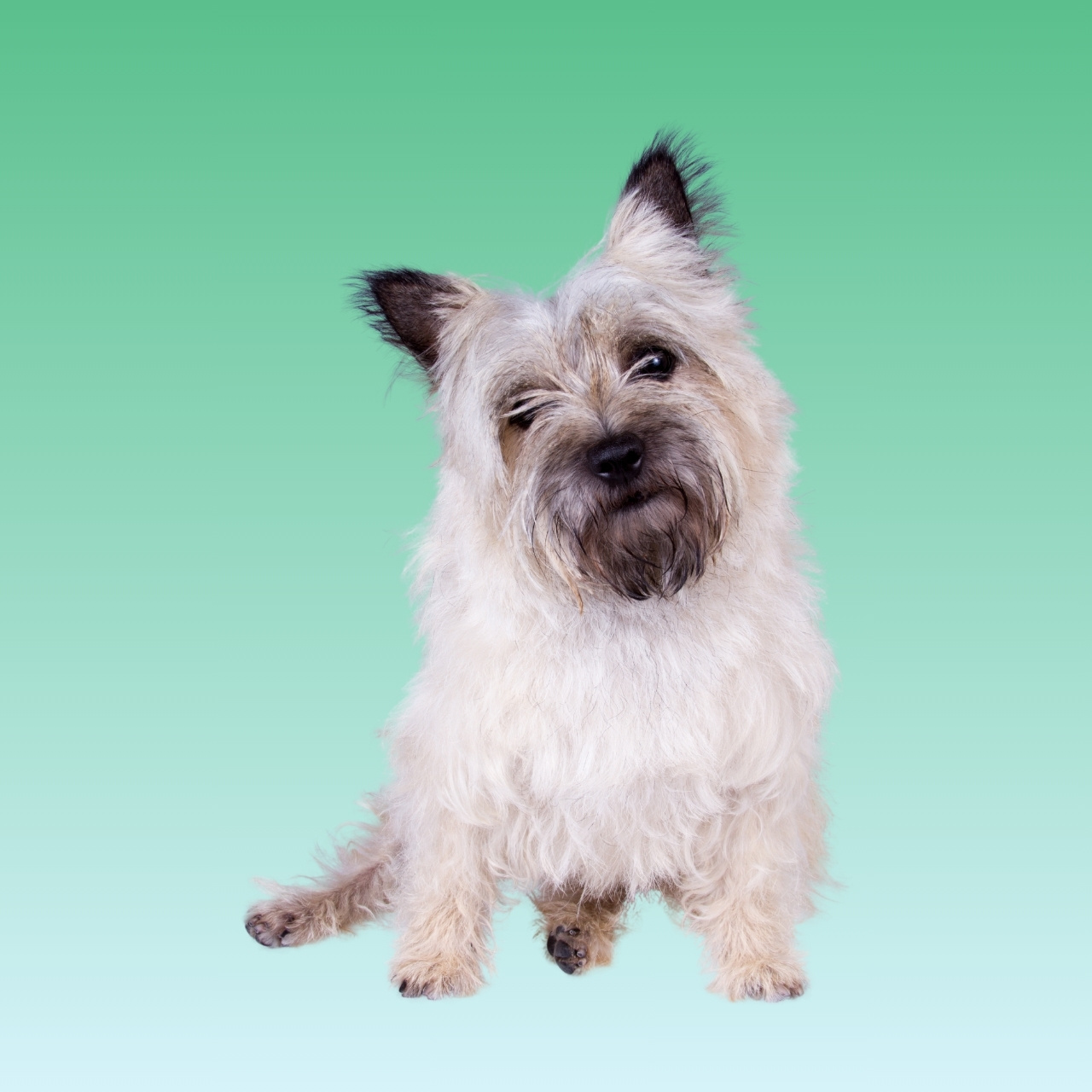 Cairn Terrier