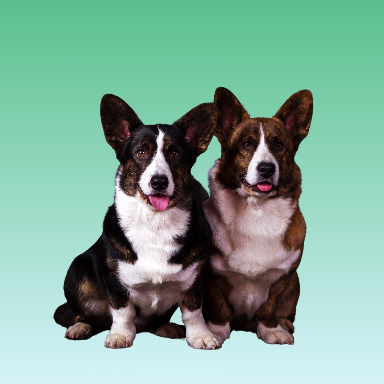 Cardigan Welsh Corgi