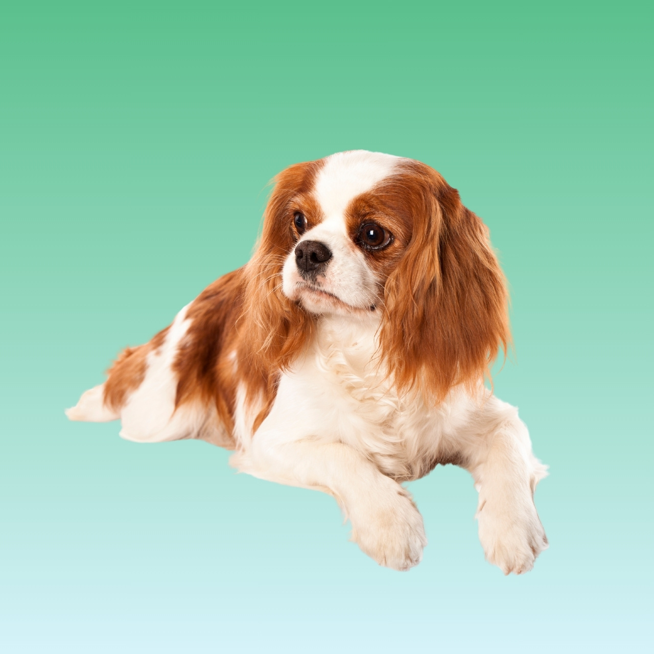 Cavalier King Charles Spaniel