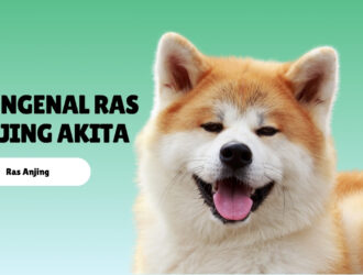 Mengenal Ras Anjing Akita