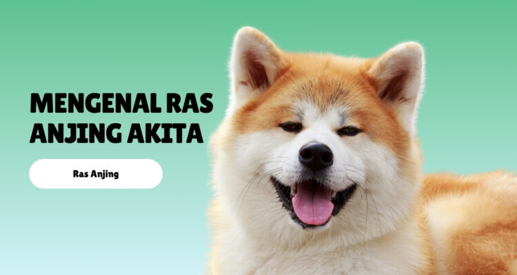 Mengenal Ras Anjing Akita