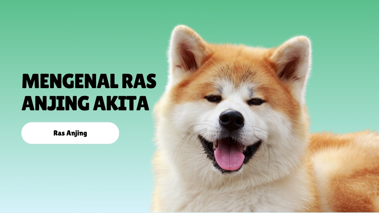 Mengenal Ras Anjing Akita