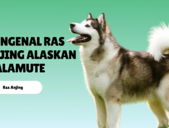 Mengenal Ras Anjing Alaskan Malamute