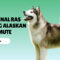 Mengenal Ras Anjing Alaskan Malamute