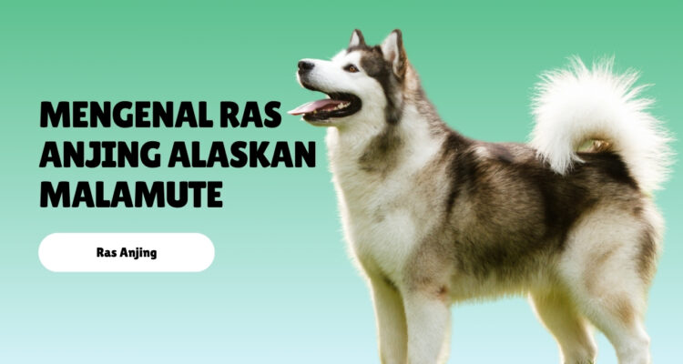 Mengenal Ras Anjing Alaskan Malamute