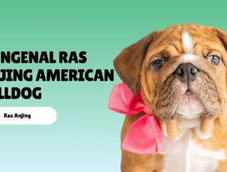 Mengenal Ras Anjing American Bulldog