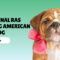 Mengenal Ras Anjing American Bulldog