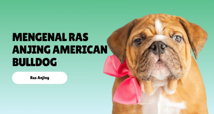 Mengenal Ras Anjing American Bulldog