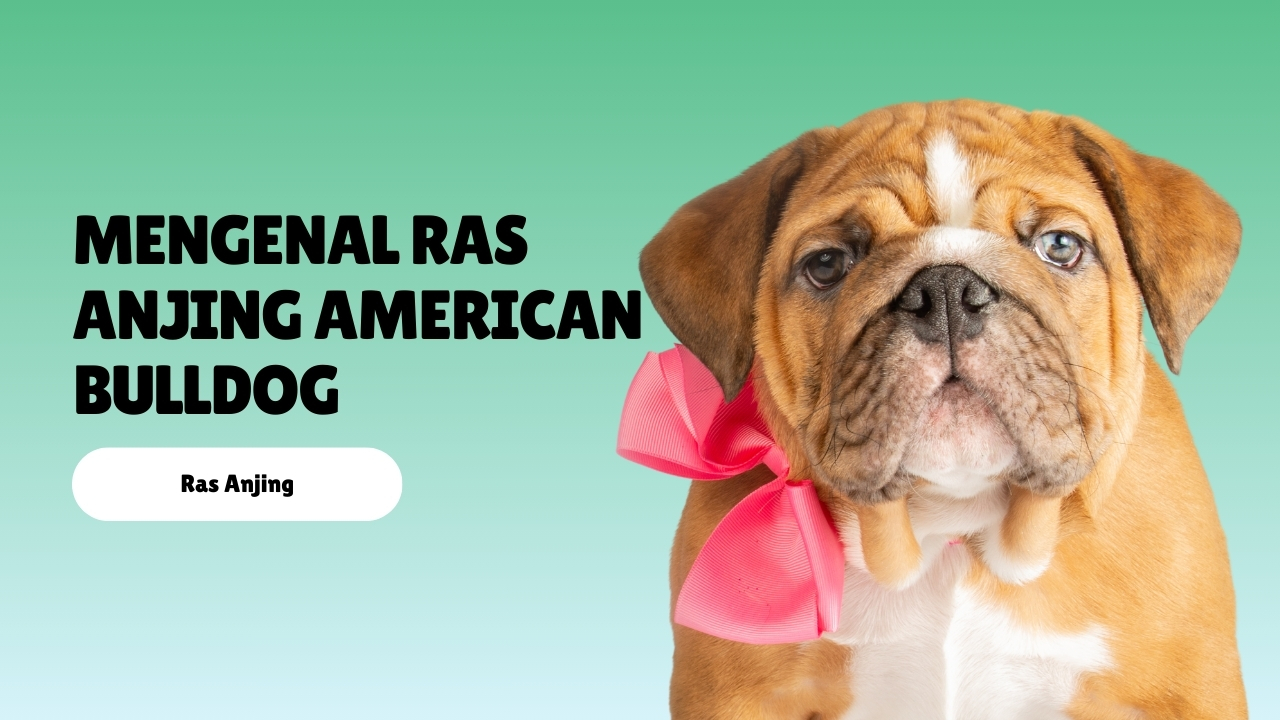 Mengenal Ras Anjing American Bulldog