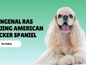 Mengenal Ras Anjing American Cocker Spaniel