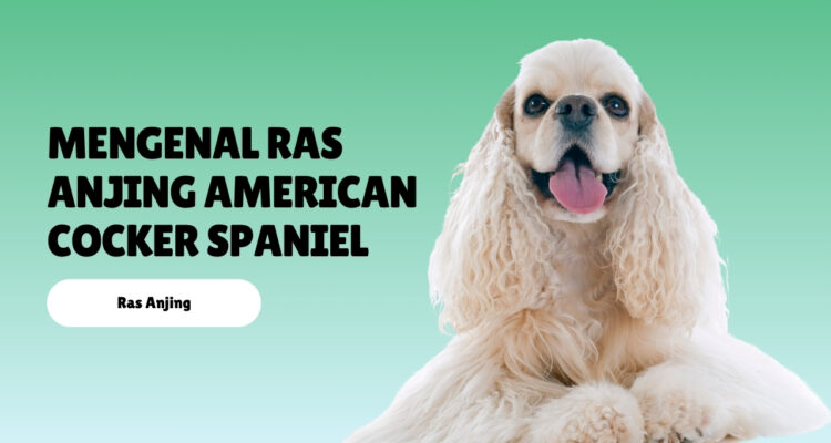 Mengenal Ras Anjing American Cocker Spaniel