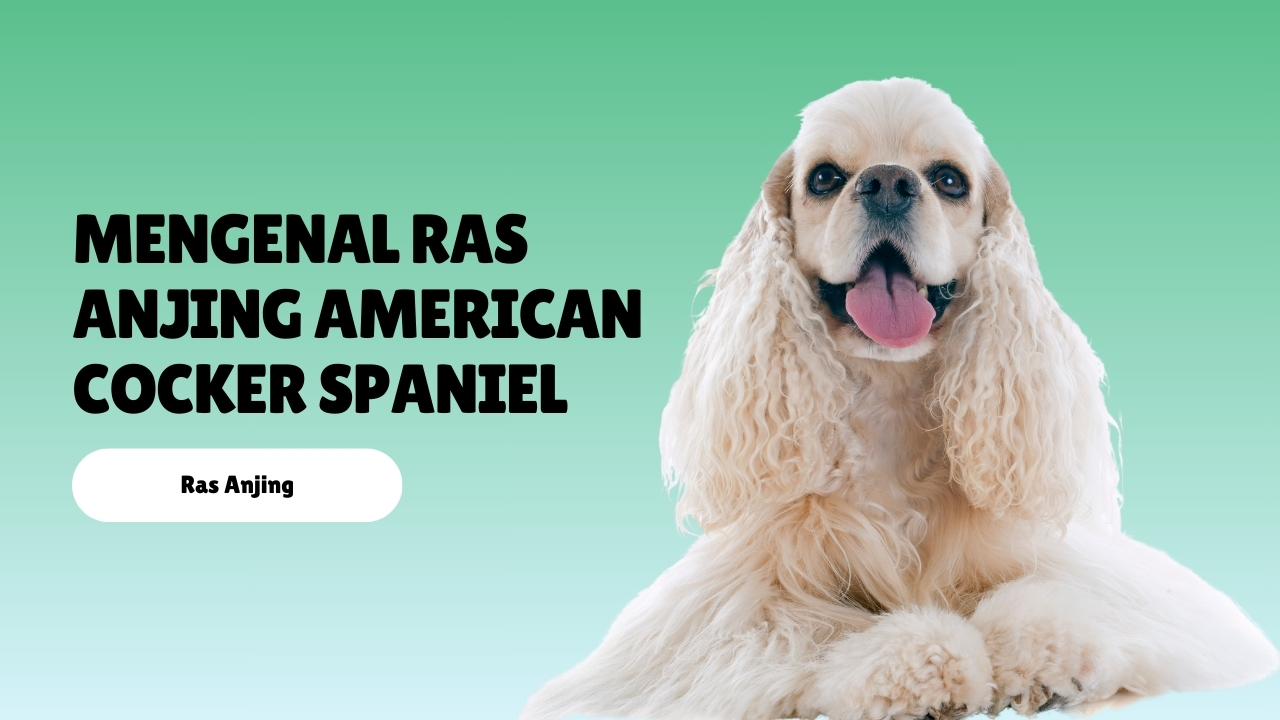 Mengenal Ras Anjing American Cocker Spaniel