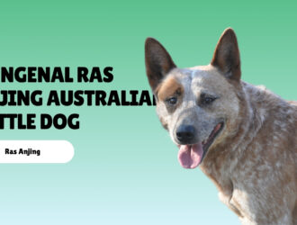 Mengenal Ras Anjing Australian Cattle Dog
