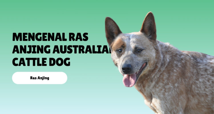 Mengenal Ras Anjing Australian Cattle Dog