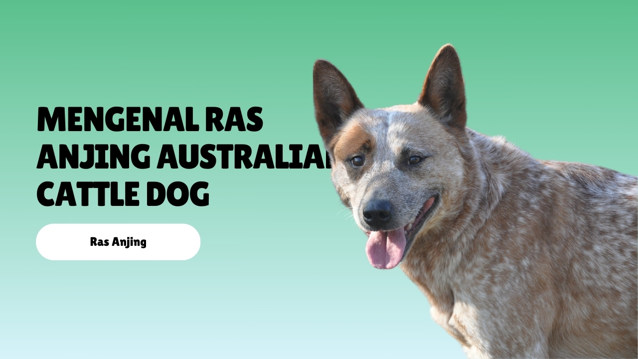 Mengenal Ras Anjing Australian Cattle Dog