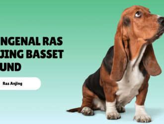 mengenal ras anjing Basset Hound