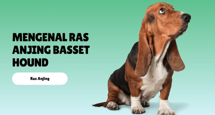 mengenal ras anjing Basset Hound