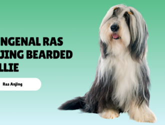mengenal ras anjing Bearded Collie