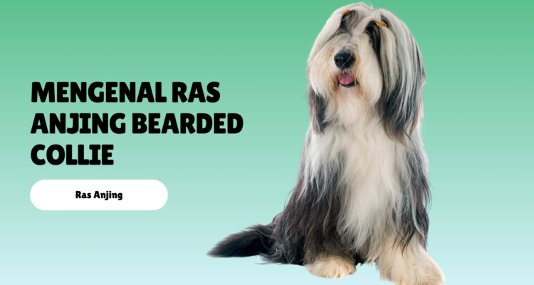 mengenal ras anjing Bearded Collie