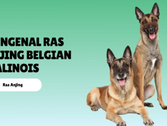 mengenal ras anjing Belgian Malinois