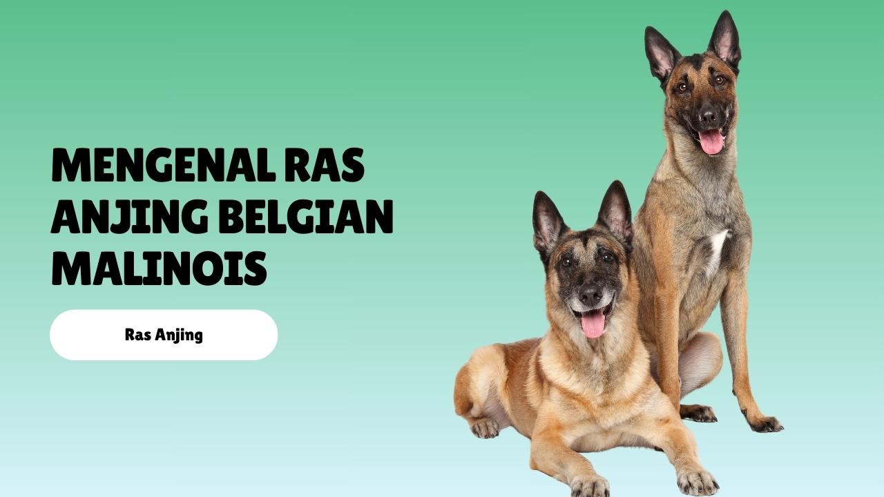 mengenal ras anjing Belgian Malinois