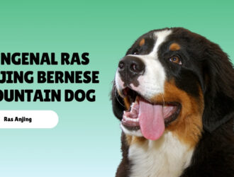Bernese Mountain Dog