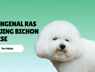 mengenal ras anjing Bichon Frise