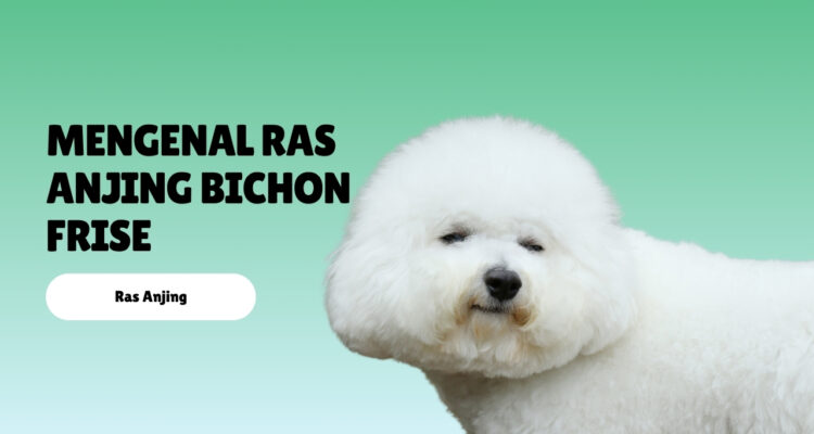 mengenal ras anjing Bichon Frise