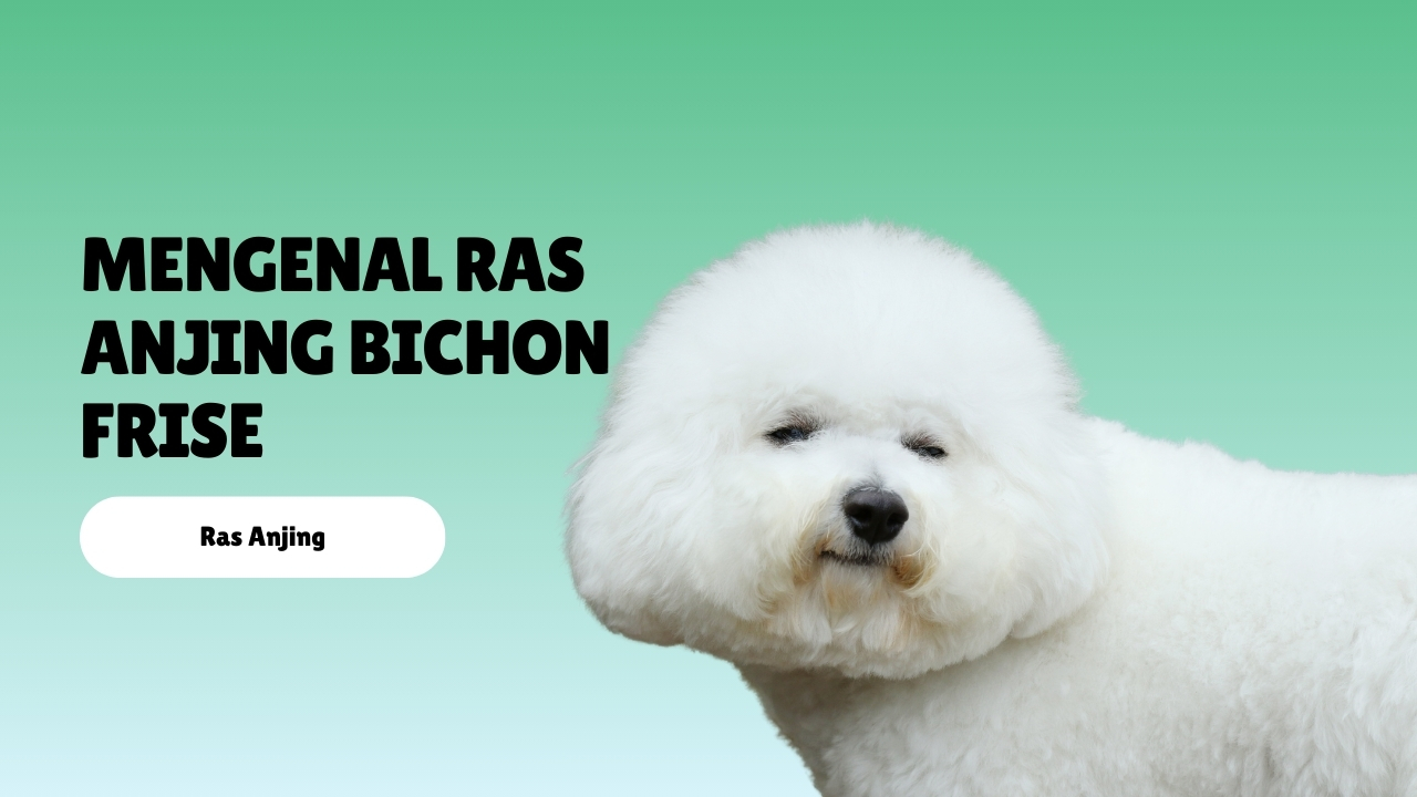 mengenal ras anjing Bichon Frise