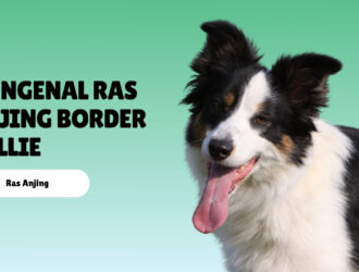 mengenal ras anjing Border Collie