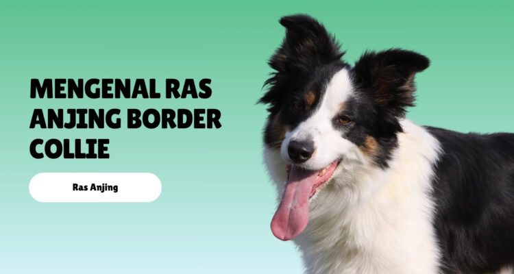 mengenal ras anjing Border Collie