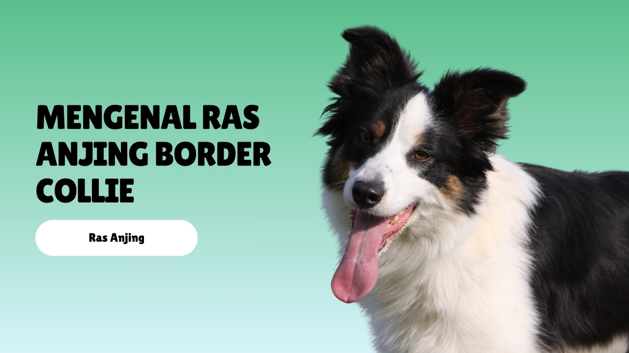 mengenal ras anjing Border Collie