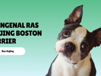 mengenal ras anjing Boston Terrier