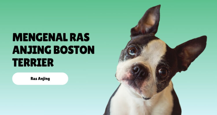 mengenal ras anjing Boston Terrier