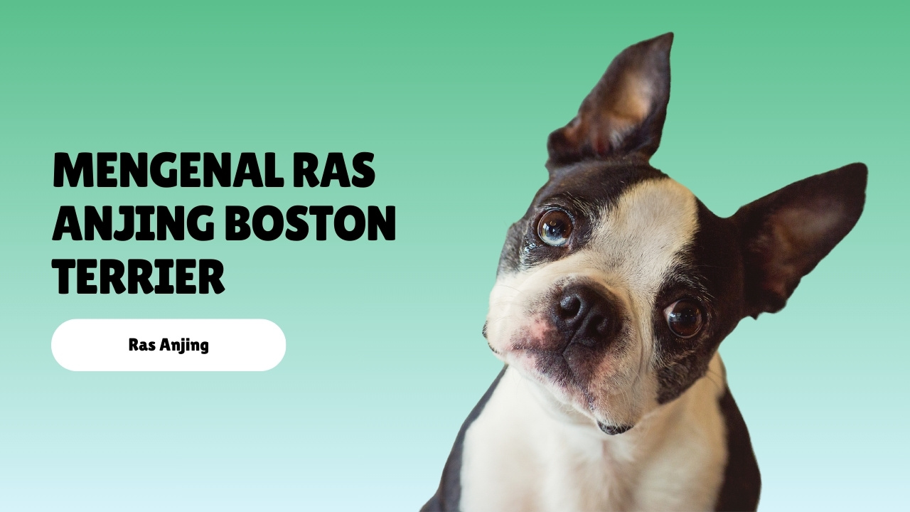 mengenal ras anjing Boston Terrier